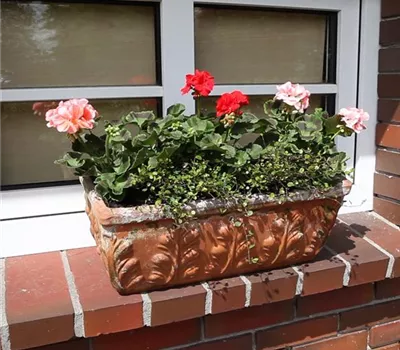 Balkonkasten - Bepflanzen mit mehreren Blumen