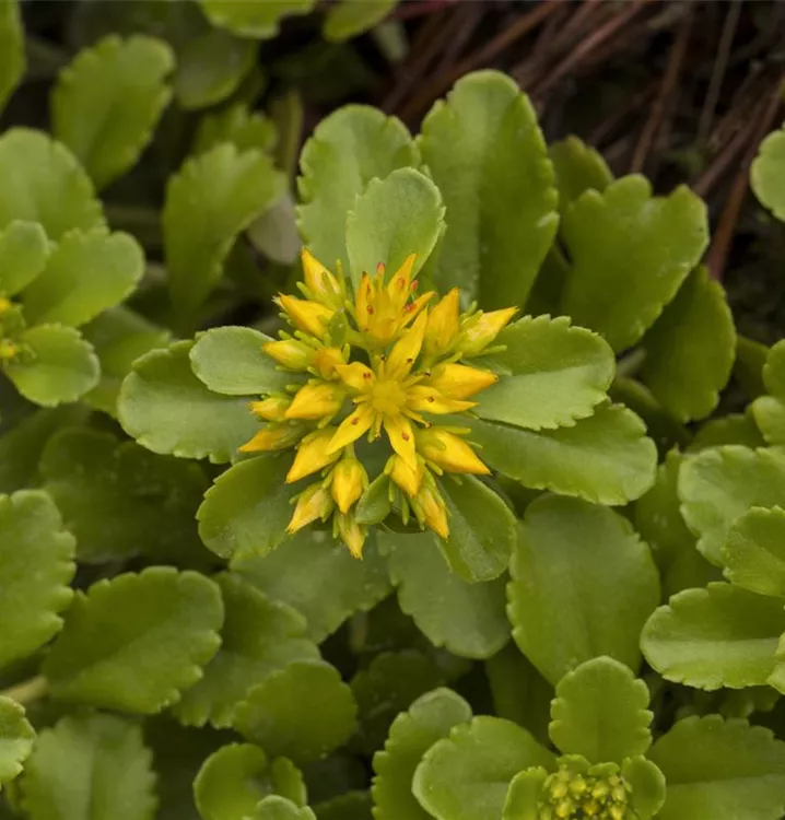 Mongolisches Fettblatt