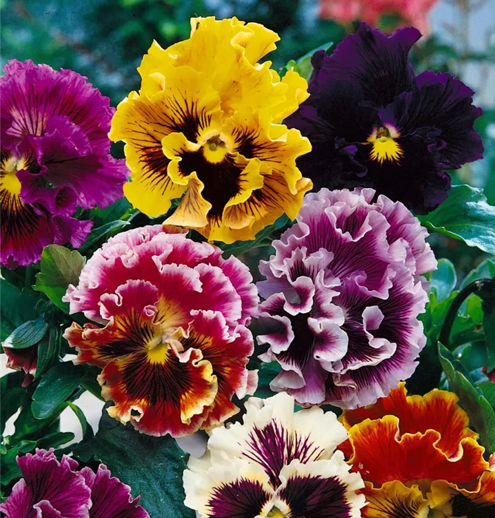 Garten-Stiefmütterchen 'Frizzle Sizzle'