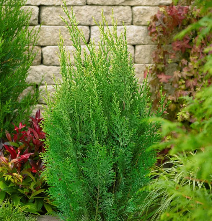 Gartenzypresse 'White Spot'