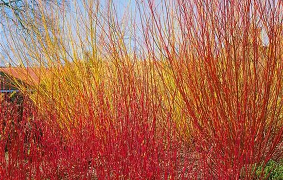 Weißer Hartriegel Weißer Hartriegel