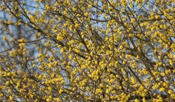 Zum Vergrößern klicken Bildvorschau