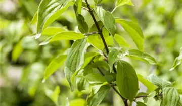 Zum Vergrößern klicken Bildvorschau