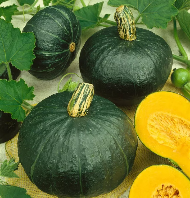 Steirischer Ölkürbis