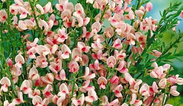 Zum Vergrößern klicken Bildvorschau