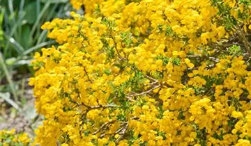 Zum Vergrößern klicken Bildvorschau