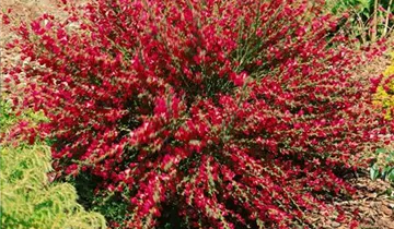 Zum Vergrößern klicken Bildvorschau