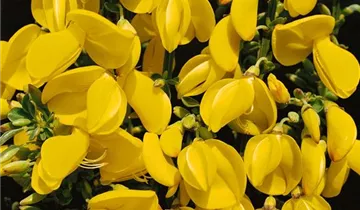 Zum Vergrößern klicken Bildvorschau