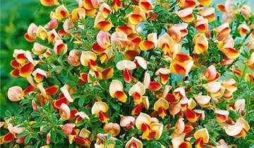 Zum Vergrößern klicken Bildvorschau