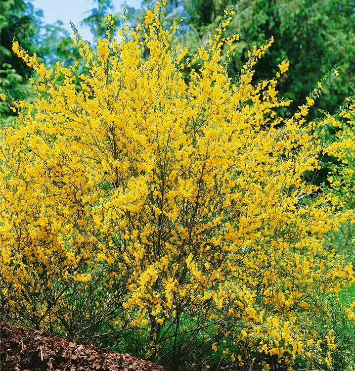 Besenginster Besenginster