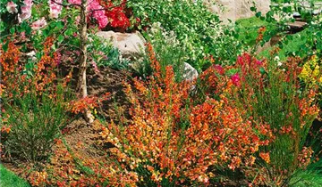 Zum Vergrößern klicken Bildvorschau