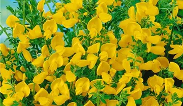 Zum Vergrößern klicken Bildvorschau