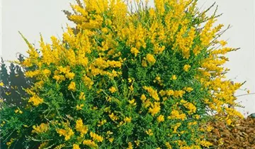 Zum Vergrößern klicken Bildvorschau