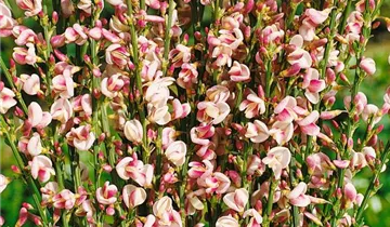 Zum Vergrößern klicken Bildvorschau