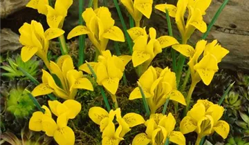 Zum Vergrößern klicken Bildvorschau