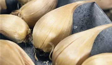 Zum Vergrößern klicken Bildvorschau