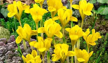 Zum Vergrößern klicken Bildvorschau