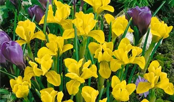 Zum Vergrößern klicken Bildvorschau