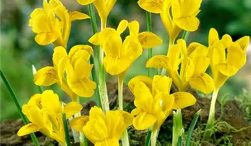 Zum Vergrößern klicken Bildvorschau