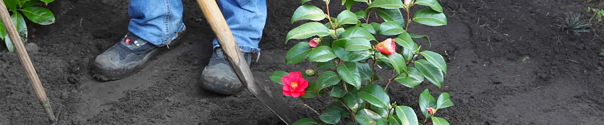 Kamelie - Einpflanzen im Garten (thumbnail).jpg Kamelie - Einpflanzen im Garten (thumbnail).jpg