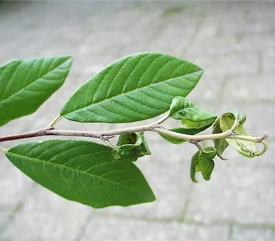 Blattläuse an Felsenmispeln