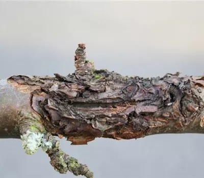 Obstbaumkrebs