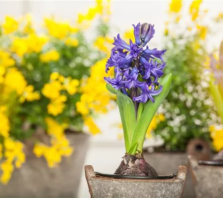 Frühblüher sorgen für einen bunten Start ins Frühjahr