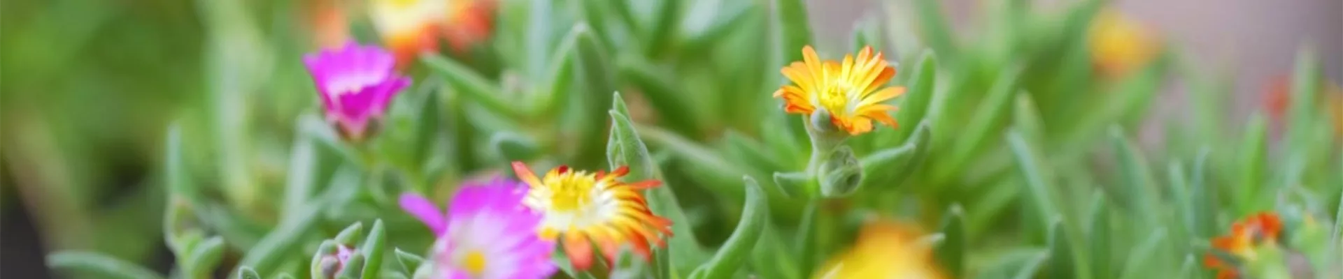 Mittagsblume - Einpflanzen im Garten (Thumbnail).jpg Mittagsblume - Einpflanzen im Garten (Thumbnail).jpg