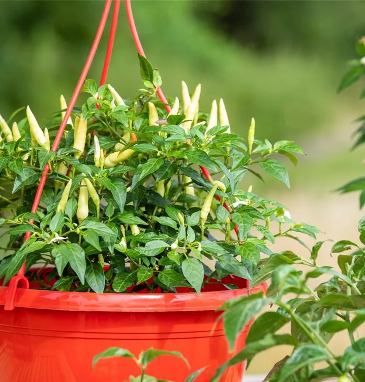 Chili 'Thai Chili'