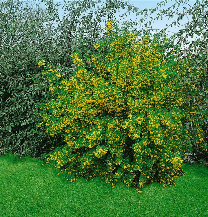 Gewöhnlicher Erbsenstrauch