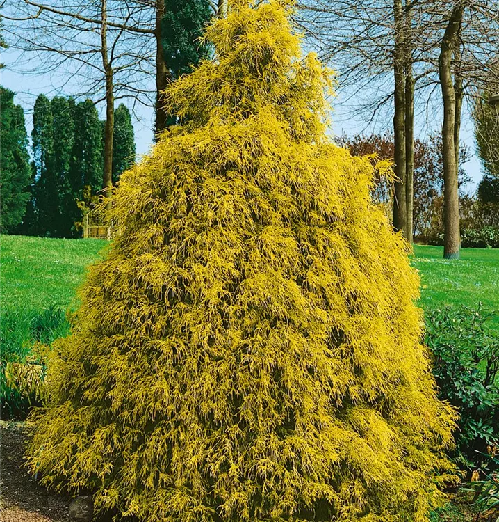 Gelbe Fadenzypresse 'Filifera Aurea'