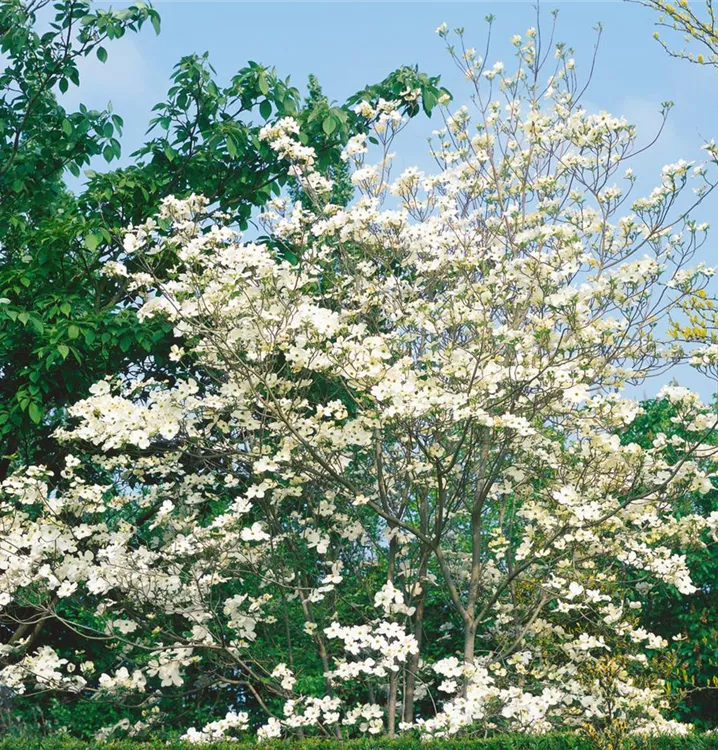 Amerikanischer Blumen-Hartriegel