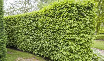 Zum Vergrößern klicken Bildvorschau