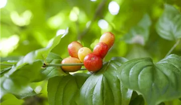 Zum Vergrößern klicken Bildvorschau