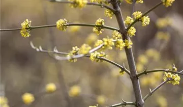 Zum Vergrößern klicken Bildvorschau