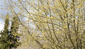 Zum Vergrößern klicken Bildvorschau