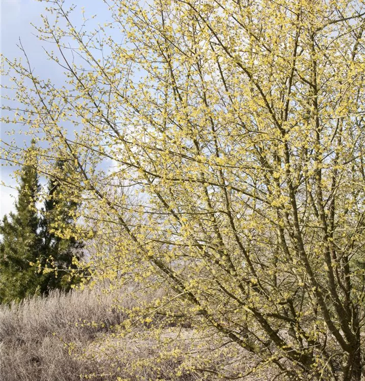Kornelkirsche Kornelkirsche