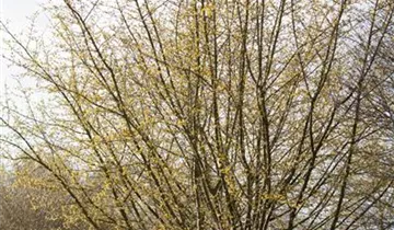 Zum Vergrößern klicken Bildvorschau