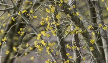 Zum Vergrößern klicken Bildvorschau