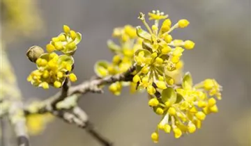 Zum Vergrößern klicken Bildvorschau