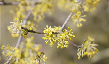 Zum Vergrößern klicken Bildvorschau