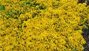 Zum Vergrößern klicken Bildvorschau