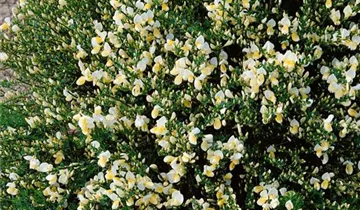 Zum Vergrößern klicken Bildvorschau