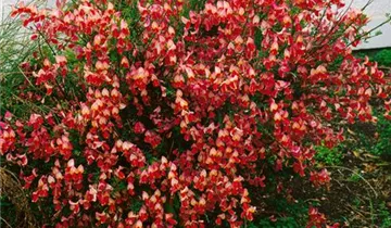 Zum Vergrößern klicken Bildvorschau