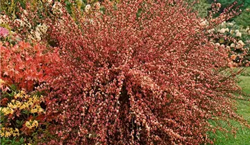 Zum Vergrößern klicken Bildvorschau