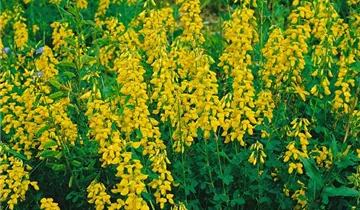 Zum Vergrößern klicken Bildvorschau