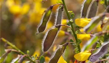Zum Vergrößern klicken Bildvorschau