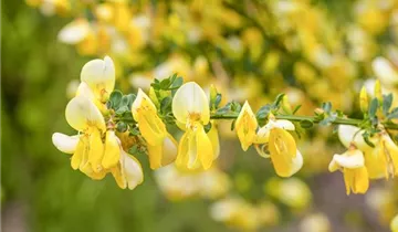 Zum Vergrößern klicken Bildvorschau