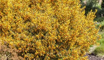 Zum Vergrößern klicken Bildvorschau