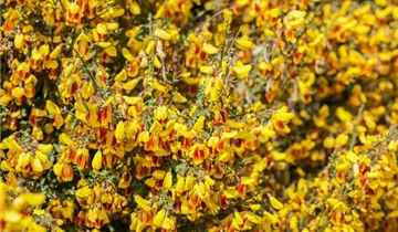 Zum Vergrößern klicken Bildvorschau